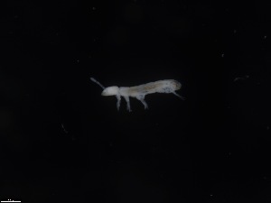  (Azoritoma - HH_SG_litter_MQ_23_B10)  @11 [ ] Copyright (2025) Monash University Monash University
