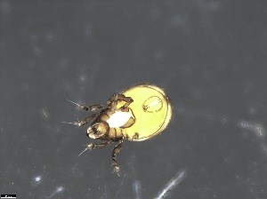  (Halozetes - ROTH_1L3_BF_MITE_SP_1_C1)  @11 [ ] Copyright (2025) Monash University Monash University