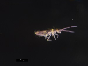  ( - SRNPlitter7entomospA)  @11 [ ] Copyright (2025) Monash University Monash University