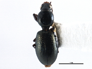  (Dyschirius timidus - CCDB-22961-D02)  @11 [ ] CreativeCommons - Attribution (2014) CBG Photography Group Centre for Biodiversity Genomics