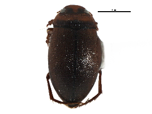  ( - CCDB-22962-F04)  @13 [ ] CreativeCommons - Attribution (2014) CBG Photography Group Centre for Biodiversity Genomics