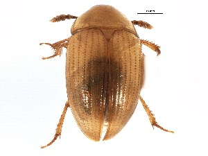  (Hydnobius sp. A - CCDB-22963-E02)  @11 [ ] CreativeCommons - Attribution (2014) CBG Photography Group Centre for Biodiversity Genomics
