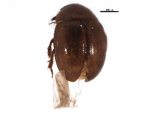  (Liocyrtusa nigriclavis - CCDB-22963-E05)  @11 [ ] CreativeCommons - Attribution (2014) CBG Photography Group Centre for Biodiversity Genomics