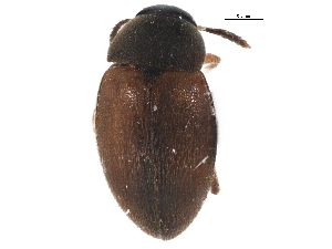  ( - CCDB-22963-E08)  @11 [ ] CreativeCommons - Attribution (2014) CBG Photography Group Centre for Biodiversity Genomics