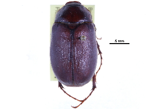  ( - CCDB-22964-B06)  @11 [ ] CreativeCommons - Attribution (2014) CBG Photography Group Centre for Biodiversity Genomics