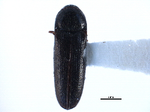  ( - CCDB-22965-B04)  @11 [ ] CreativeCommons - Attribution (2015) CBG Photography Group Centre for Biodiversity Genomics