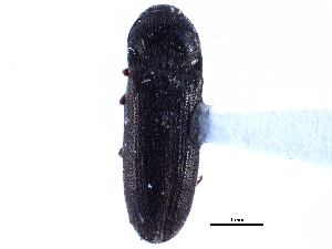  ( - CCDB-22965-B05)  @11 [ ] CreativeCommons - Attribution (2015) CBG Photography Group Centre for Biodiversity Genomics