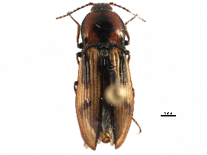  ( - CCDB-22965-G08)  @11 [ ] CreativeCommons - Attribution (2015) CBG Photography Group Centre for Biodiversity Genomics