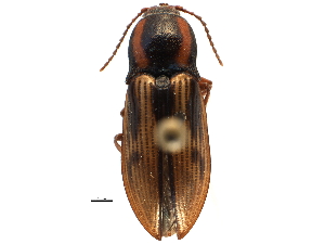  ( - CCDB-22965-G09)  @15 [ ] CreativeCommons - Attribution (2015) CBG Photography Group Centre for Biodiversity Genomics