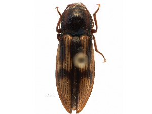  ( - CCDB-22965-G10)  @14 [ ] CreativeCommons - Attribution (2015) CBG Photography Group Centre for Biodiversity Genomics