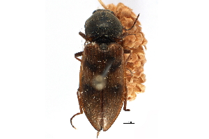  ( - CCDB-22966-A08)  @11 [ ] CreativeCommons - Attribution (2015) CBG Photography Group Centre for Biodiversity Genomics
