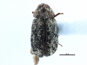  ( - CCDB-22966-H02)  @11 [ ] CreativeCommons - Attribution (2015) CBG Photography Group Centre for Biodiversity Genomics