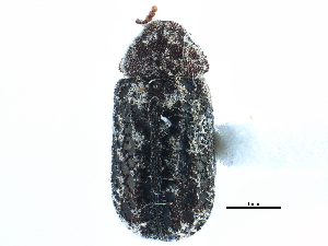  ( - CCDB-22966-H03)  @11 [ ] CreativeCommons - Attribution (2015) CBG Photography Group Centre for Biodiversity Genomics