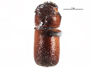  (Dinoderus brevis - CCDB-22967-A04)  @11 [ ] CreativeCommons - Attribution (2015) CBG Photography Group Centre for Biodiversity Genomics
