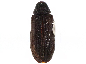  ( - CCDB-22967-C10)  @11 [ ] CreativeCommons - Attribution (2015) CBG Photography Group Centre for Biodiversity Genomics