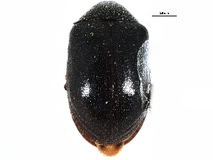  ( - CCDB-22967-G02)  @11 [ ] CreativeCommons - Attribution (2015) CBG Photography Group Centre for Biodiversity Genomics