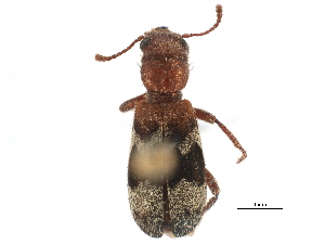  ( - CCDB-22968-A09)  @13 [ ] CreativeCommons - Attribution (2015) CBG Photography Group Centre for Biodiversity Genomics