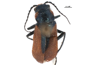  (Malachius aeneus - CCDB-22968-C01)  @15 [ ] CreativeCommons - Attribution (2015) CBG Photography Group Centre for Biodiversity Genomics