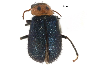  ( - CCDB-22968-C04)  @14 [ ] CreativeCommons - Attribution (2015) CBG Photography Group Centre for Biodiversity Genomics