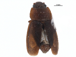  ( - CCDB-22968-D05)  @11 [ ] CreativeCommons - Attribution (2015) CBG Photography Group Centre for Biodiversity Genomics