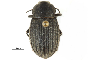  ( - CCDB-22970-B05)  @14 [ ] CreativeCommons - Attribution (2015) CBG Photography Group Centre for Biodiversity Genomics