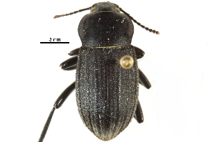 ( - CCDB-22970-B06)  @14 [ ] CreativeCommons - Attribution (2015) CBG Photography Group Centre for Biodiversity Genomics