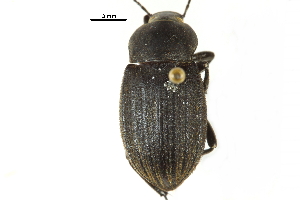  ( - CCDB-22970-B07)  @11 [ ] CreativeCommons - Attribution (2015) CBG Photography Group Centre for Biodiversity Genomics