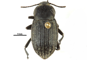  ( - CCDB-22970-B08)  @14 [ ] CreativeCommons - Attribution (2015) CBG Photography Group Centre for Biodiversity Genomics