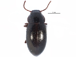  ( - CCDB-22970-B09)  @14 [ ] CreativeCommons - Attribution (2015) CBG Photography Group Centre for Biodiversity Genomics