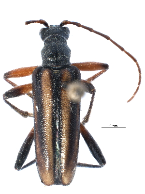  ( - CCDB-22970-G06)  @13 [ ] CreativeCommons - Attribution (2015) CBG Photography Group Centre for Biodiversity Genomics