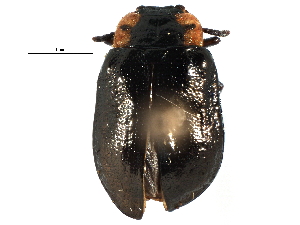  ( - CCDB-22981-H01)  @11 [ ] CreativeCommons - Attribution (2015) CBG Photography Group Centre for Biodiversity Genomics