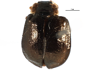  ( - CCDB-22981-H02)  @11 [ ] CreativeCommons - Attribution (2015) CBG Photography Group Centre for Biodiversity Genomics