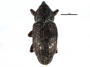  ( - CCDB-22982-G06)  @11 [ ] CreativeCommons - Attribution (2015) CBG Photography Group Centre for Biodiversity Genomics