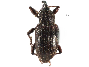  ( - CCDB-22982-G07)  @11 [ ] CreativeCommons - Attribution (2015) CBG Photography Group Centre for Biodiversity Genomics