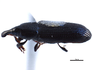  ( - CCDB-22983-F10)  @11 [ ] CreativeCommons - Attribution (2015) CBG Photography Group Centre for Biodiversity Genomics