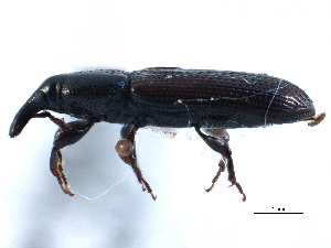  ( - CCDB-22983-F11)  @11 [ ] CreativeCommons - Attribution (2015) CBG Photography Group Centre for Biodiversity Genomics
