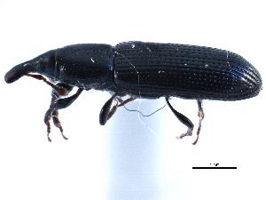  ( - CCDB-22983-F12)  @11 [ ] CreativeCommons - Attribution (2015) CBG Photography Group Centre for Biodiversity Genomics