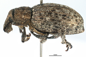 ( - CCDB-22984-B03)  @11 [ ] CreativeCommons - Attribution (2015) CBG Photography Group Centre for Biodiversity Genomics
