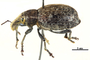  ( - CCDB-22984-B04)  @11 [ ] CreativeCommons - Attribution (2015) CBG Photography Group Centre for Biodiversity Genomics