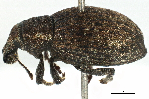 ( - CCDB-22984-B07)  @11 [ ] CreativeCommons - Attribution (2015) CBG Photography Group Centre for Biodiversity Genomics