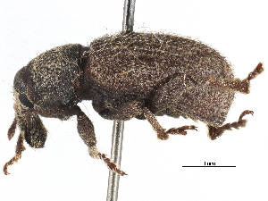  ( - CCDB-22984-D10)  @11 [ ] CreativeCommons - Attribution (2015) CBG Photography Group Centre for Biodiversity Genomics