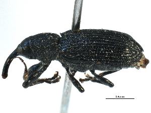  ( - CCDB-22984-F11)  @11 [ ] CreativeCommons - Attribution (2015) CBG Photography Group Centre for Biodiversity Genomics