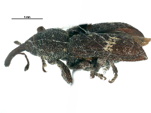  ( - CCDB-22985-A06)  @11 [ ] CreativeCommons - Attribution (2015) CBG Photography Group Centre for Biodiversity Genomics
