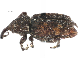  ( - CCDB-22985-A10)  @11 [ ] CreativeCommons - Attribution (2015) CBG Photography Group Centre for Biodiversity Genomics