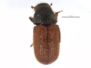  ( - CCDB-22985-D05)  @13 [ ] CreativeCommons - Attribution (2015) CBG Photography Group Centre for Biodiversity Genomics