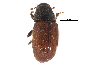  ( - CCDB-22985-D07)  @13 [ ] CreativeCommons - Attribution (2015) CBG Photography Group Centre for Biodiversity Genomics