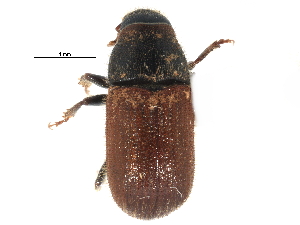  ( - CCDB-22985-D08)  @13 [ ] CreativeCommons - Attribution (2015) CBG Photography Group Centre for Biodiversity Genomics