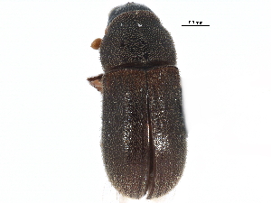  ( - CCDB-22985-E08)  @11 [ ] CreativeCommons - Attribution (2015) CBG Photography Group Centre for Biodiversity Genomics