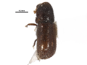  ( - CCDB-22985-F10)  @11 [ ] CreativeCommons - Attribution (2015) CBG Photography Group Centre for Biodiversity Genomics