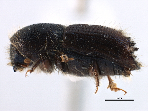  ( - CCDB-22986-B11)  @11 [ ] CreativeCommons - Attribution (2015) CBG Photography Group Centre for Biodiversity Genomics